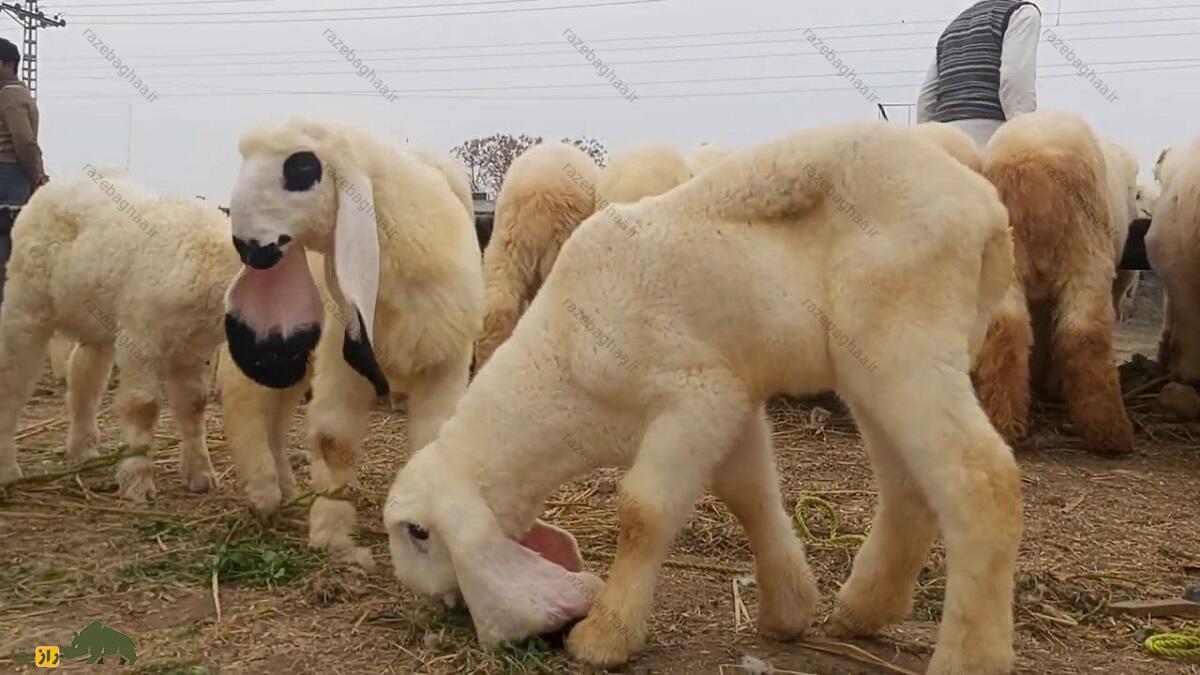 گوسفند کاجلا؛ گوسفند ۱۰۰ کیلویی که زیباترین گوسفند پاکستان است