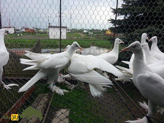 کبوتر صورت دراز برلین؛ کبوتر برلینی که عجیب‌ترین کله جهان را دارد