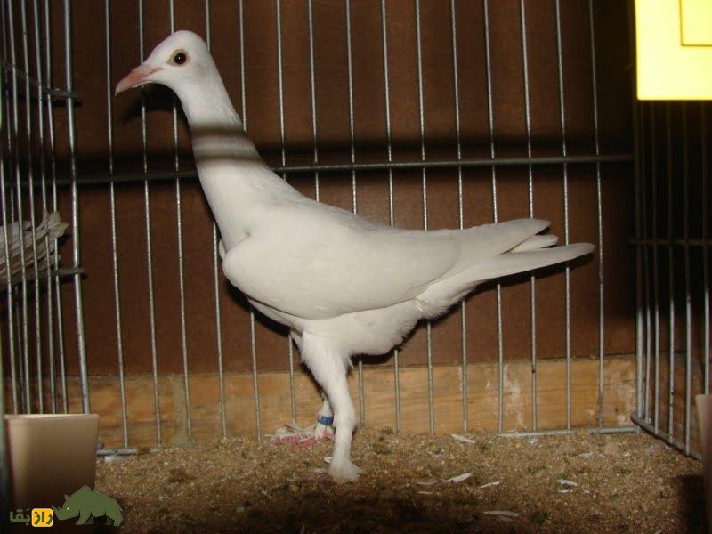 کبوتر صورت دراز برلین؛ کبوتر برلینی که عجیب‌ترین کله جهان را دارد