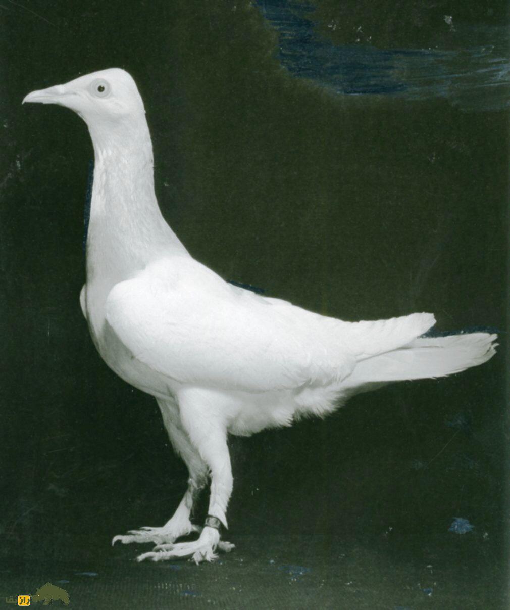 کبوتر صورت دراز برلین؛ کبوتر برلینی که عجیب‌ترین کله جهان را دارد