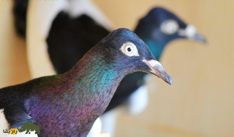 کبوتر صورت دراز برلین؛ کبوتر برلینی که عجیب‌ترین کله جهان را دارد