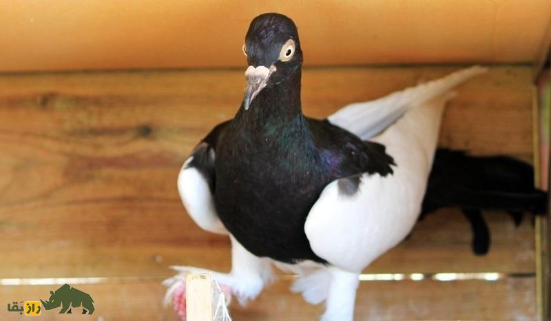 کبوتر صورت دراز برلین؛ کبوتر برلینی که عجیب‌ترین کله جهان را دارد