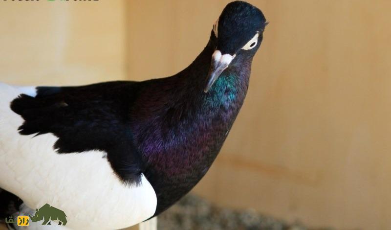 کبوتر صورت دراز برلین؛ کبوتر برلینی که عجیب‌ترین کله جهان را دارد