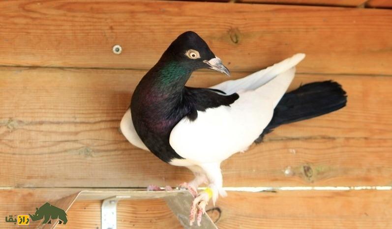 کبوتر صورت دراز برلین؛ کبوتر برلینی که عجیب‌ترین کله جهان را دارد