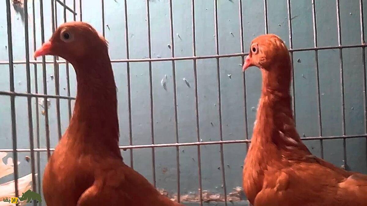 کبوتر زیترهال؛ کبوتر عجیبی که گردنی شبیه «قو» دارد و آن را می‌لرزاند