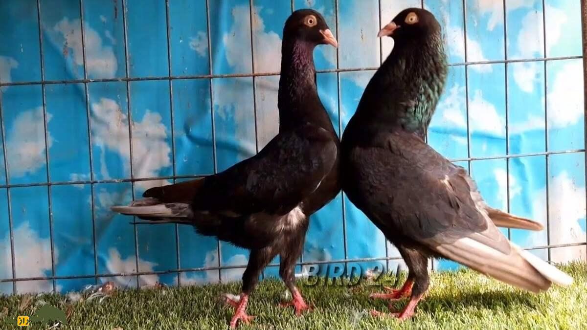 کبوتر زیترهال؛ کبوتر عجیبی که گردنی شبیه «قو» دارد و آن را می‌لرزاند