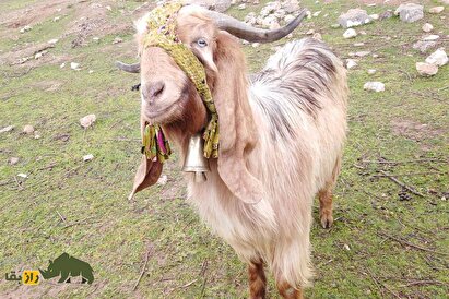 بز آبازا؛ بز چغر و بد بدن روس که گوشتی بسیار گران دارد و کل روسیه را شیر می‌دهد!