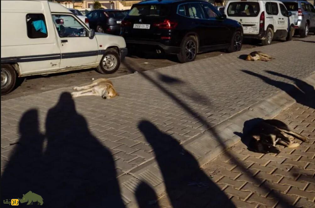 دانشمندان بهترین روش برای جلوگیری از افزایش جمعیت سگ‌های ولگرد را پیدا کردند