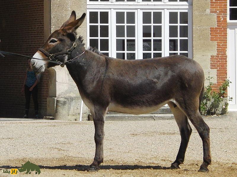 خر نورمن؛ خر قدیمی فرانسوی که متخصص حمل شیر است خر نورمن؛ خر قدیمی فرانسوی که متخصص حمل شیر است