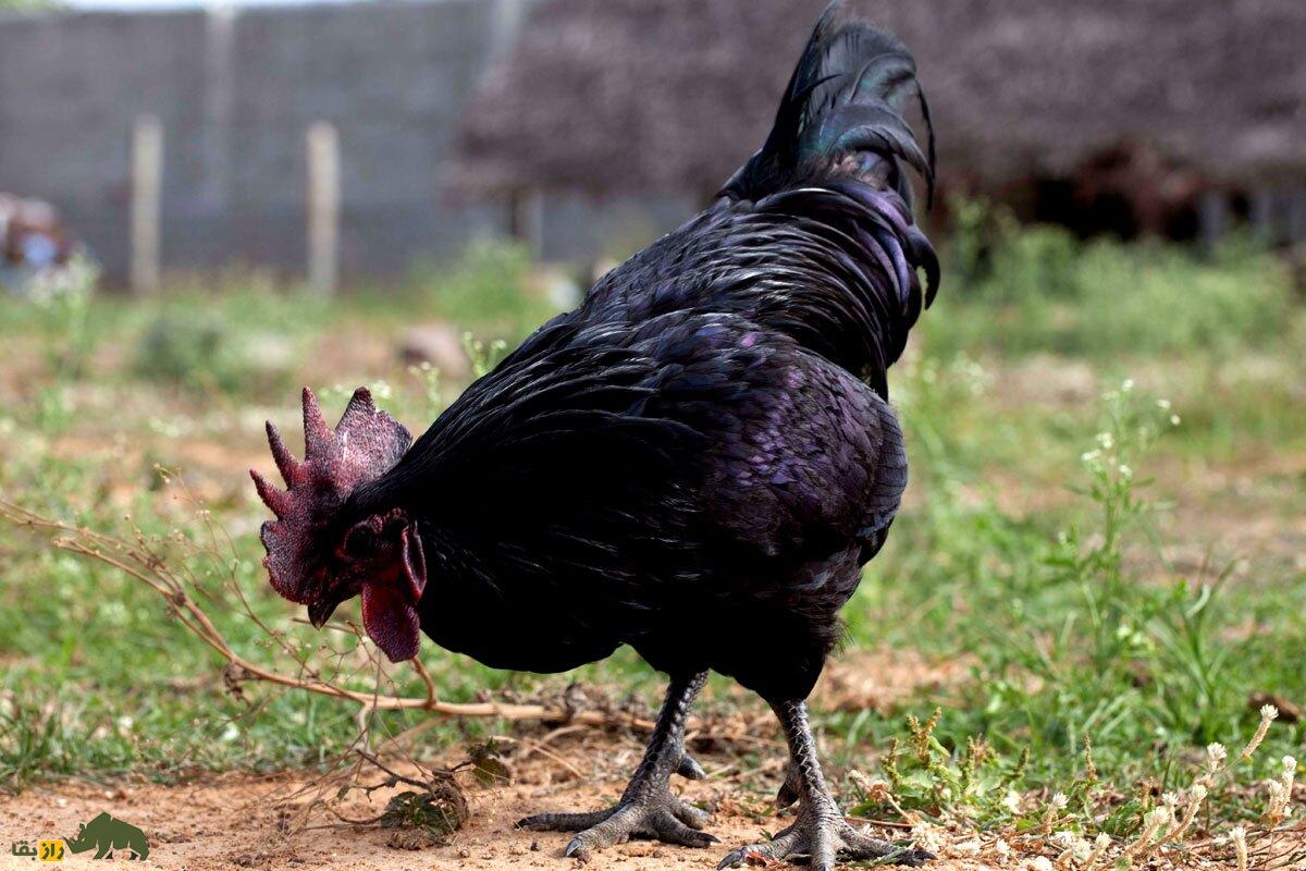 مرغ و خروس کاداکنات؛ پرنده هندی که گوشتش سیاه است و ۱۵۰ میلیون تومان قیمت دارد مرغ و خروس کاداکنات؛ پرنده هندی که گوشتش سیاه است و ۱۵۰ میلیون تومان قیمت دارد