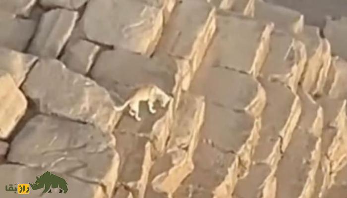 بازگشت خدای مردگان به مصر؛ «سگی که میلیونها نفر را میخورد»! بازگشت خدای مردگان به مصر؛ «سگی که میلیونها نفر را میخورد»!