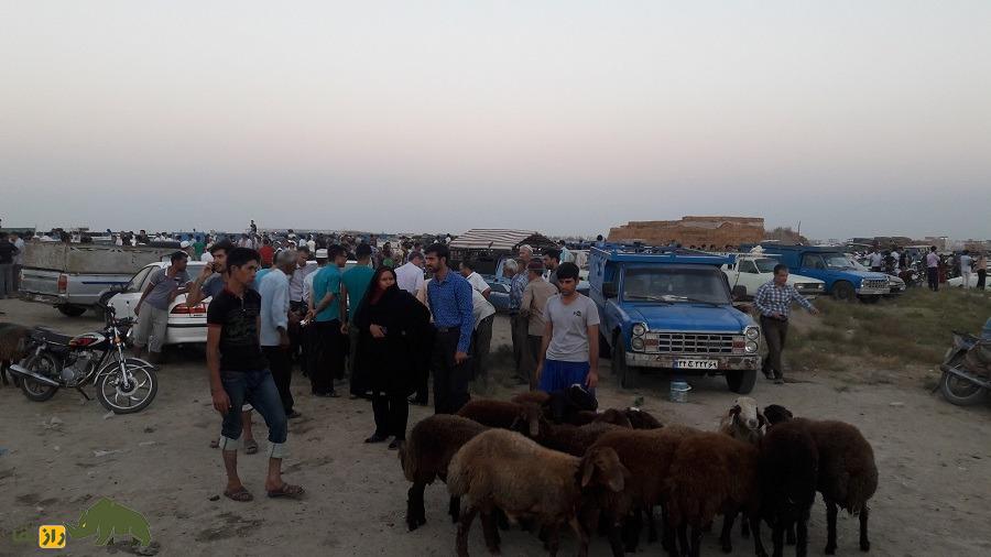 گوسفند آتابای؛ گوسفند معروف به دالاق و «نیمدنبه» که محبوبترین گوسفند ترکمنهاست گوسفند آتابای؛ گوسفند معروف به دالاق و «نیمدنبه» که محبوبترین گوسفند ترکمنهاست