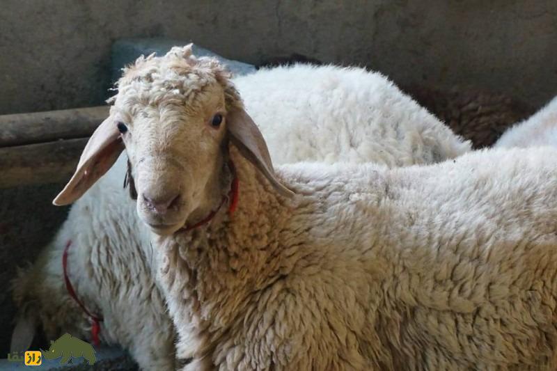گوسفند اتابای یا دالاق؛ گوسفند معروف به «نیمدنبه» که مردم ترکمن عاشقش هستند گوسفند اتابای یا دالاق؛ گوسفند معروف به «نیمدنبه» که مردم ترکمن عاشقش هستند