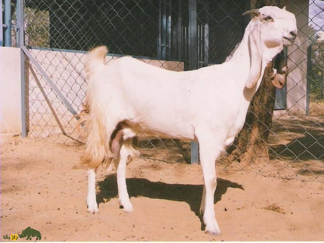 بز صورتی یا کونی (Kunyi)؛ بز هندی که ماشین تولید شیر است بز صورتی یا کونی (Kunyi)؛ بز هندی که ماشین تولید شیر است
