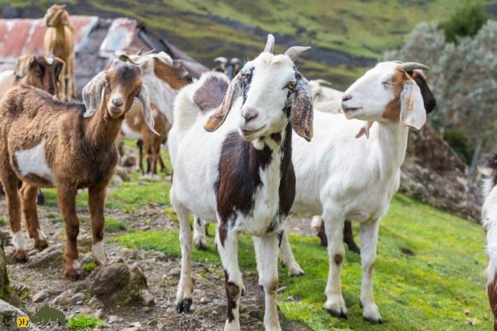 بز صورتی یا کونی (Kunyi)؛ بز هندی که ماشین تولید شیر است بز صورتی یا کونی (Kunyi)؛ بز هندی که ماشین تولید شیر است