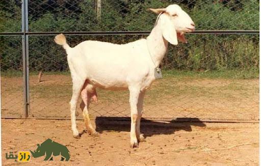 بز صورتی یا کونی (Kunyi)؛ بز هندی که ماشین تولید شیر است بز صورتی یا کونی (Kunyi)؛ بز هندی که ماشین تولید شیر است