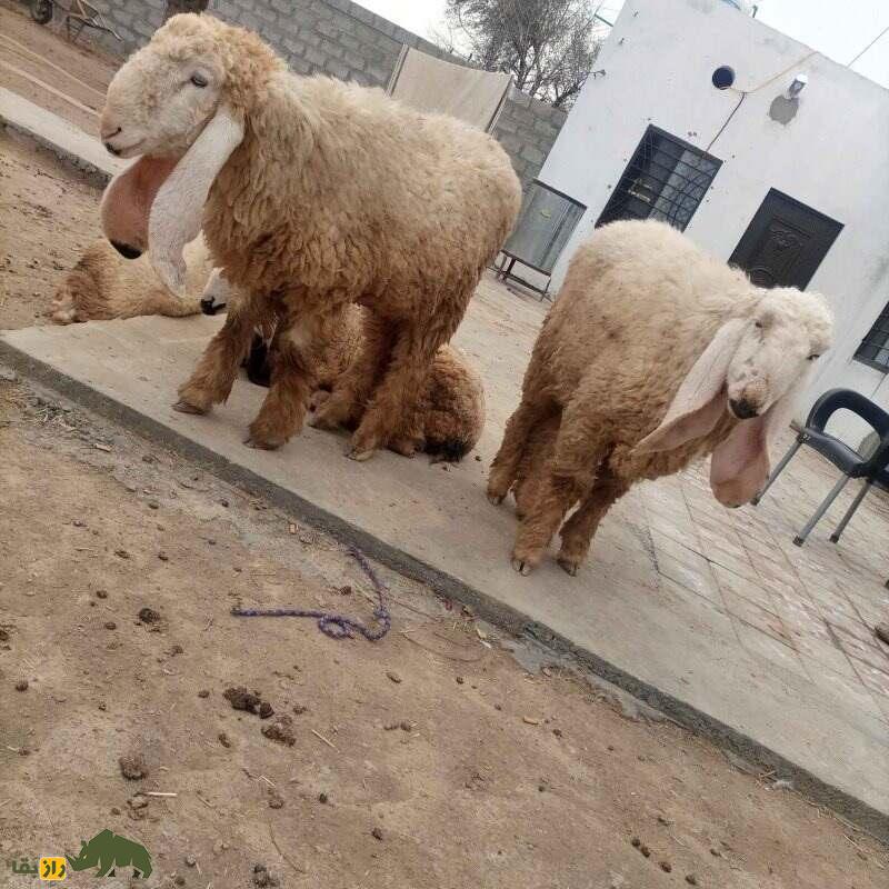 گوسفند لوهی؛ گوسفند ۶۵ کیلویی که بزرگترین گوسفند پشمی پاکستان است گوسفند لوهی؛ گوسفند ۶۵ کیلویی که بزرگترین گوسفند پشمی پاکستان است