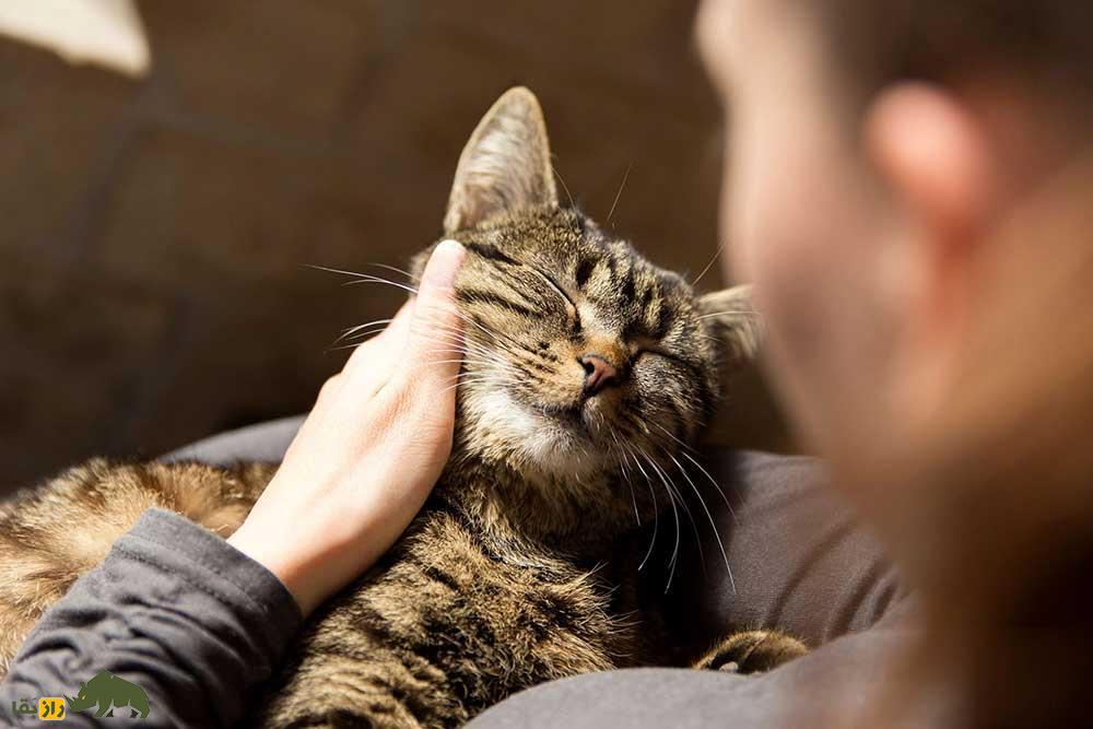 نوازش کردن گربه