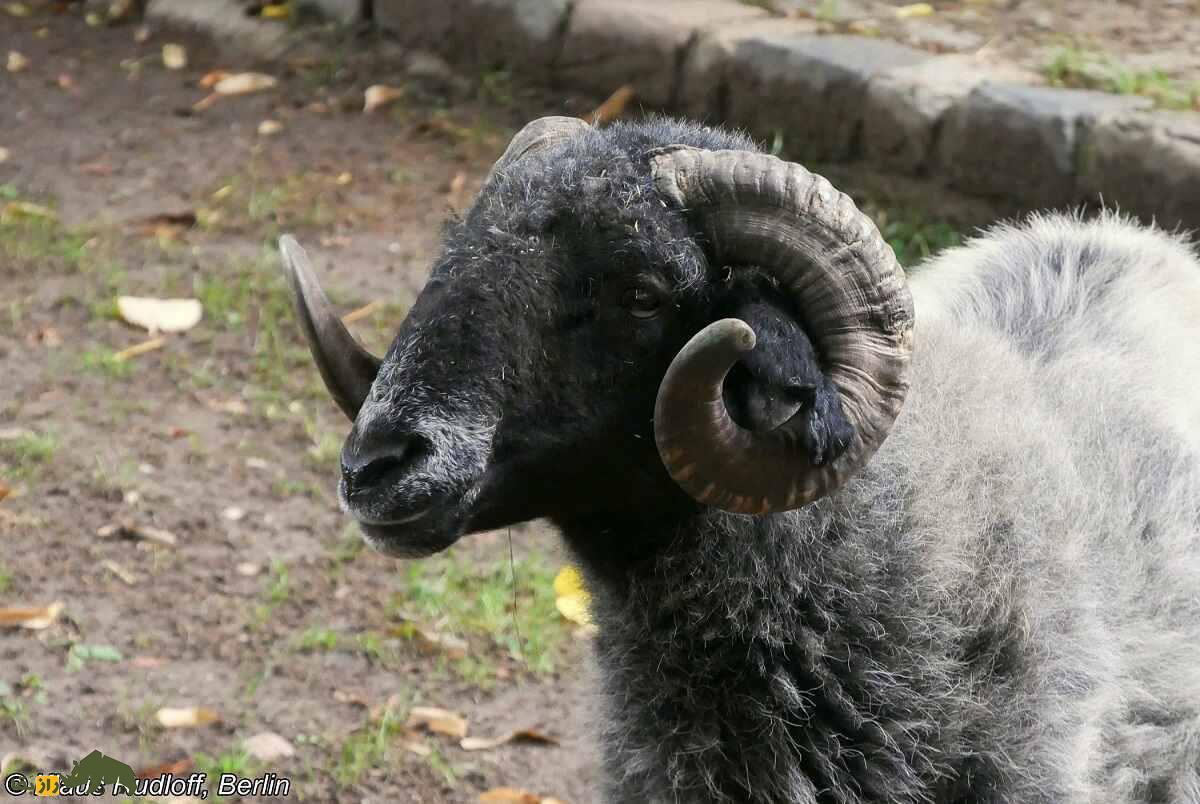 گوسفند قره گل بالغ با شاخ های بزرگ