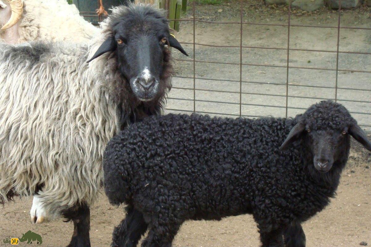 قره گل؛ گوسفندی که بی‌رحمانه‌ترین نوع کشتار را تجربه می‌کند و جنین‌اش از طلا گران‌تر است!