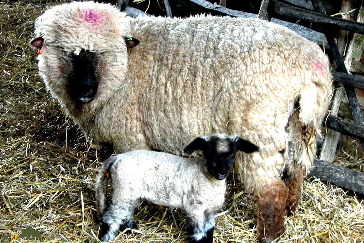 «آکسفورد داون»؛ گردنکلفتترین گوسفند جهان با ۱۵۰ کیلو وزن و چند میلیارد تومان قیمت! «آکسفورد داون»؛ گردنکلفتترین گوسفند جهان با ۱۵۰ کیلو وزن و چند میلیارد تومان قیمت!