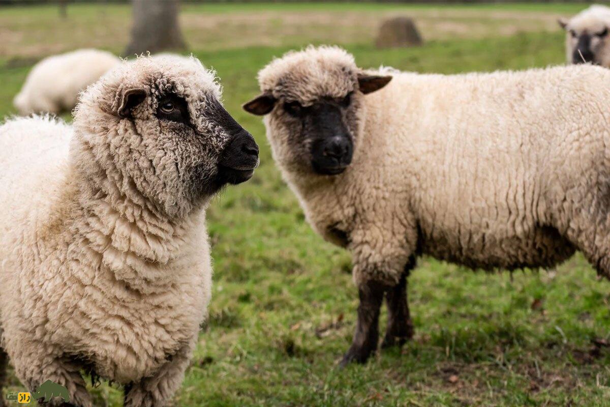 «آکسفورد داون»؛ گردنکلفتترین گوسفند جهان با ۱۵۰ کیلو وزن و چند میلیارد تومان قیمت! «آکسفورد داون»؛ گردنکلفتترین گوسفند جهان با ۱۵۰ کیلو وزن و چند میلیارد تومان قیمت!