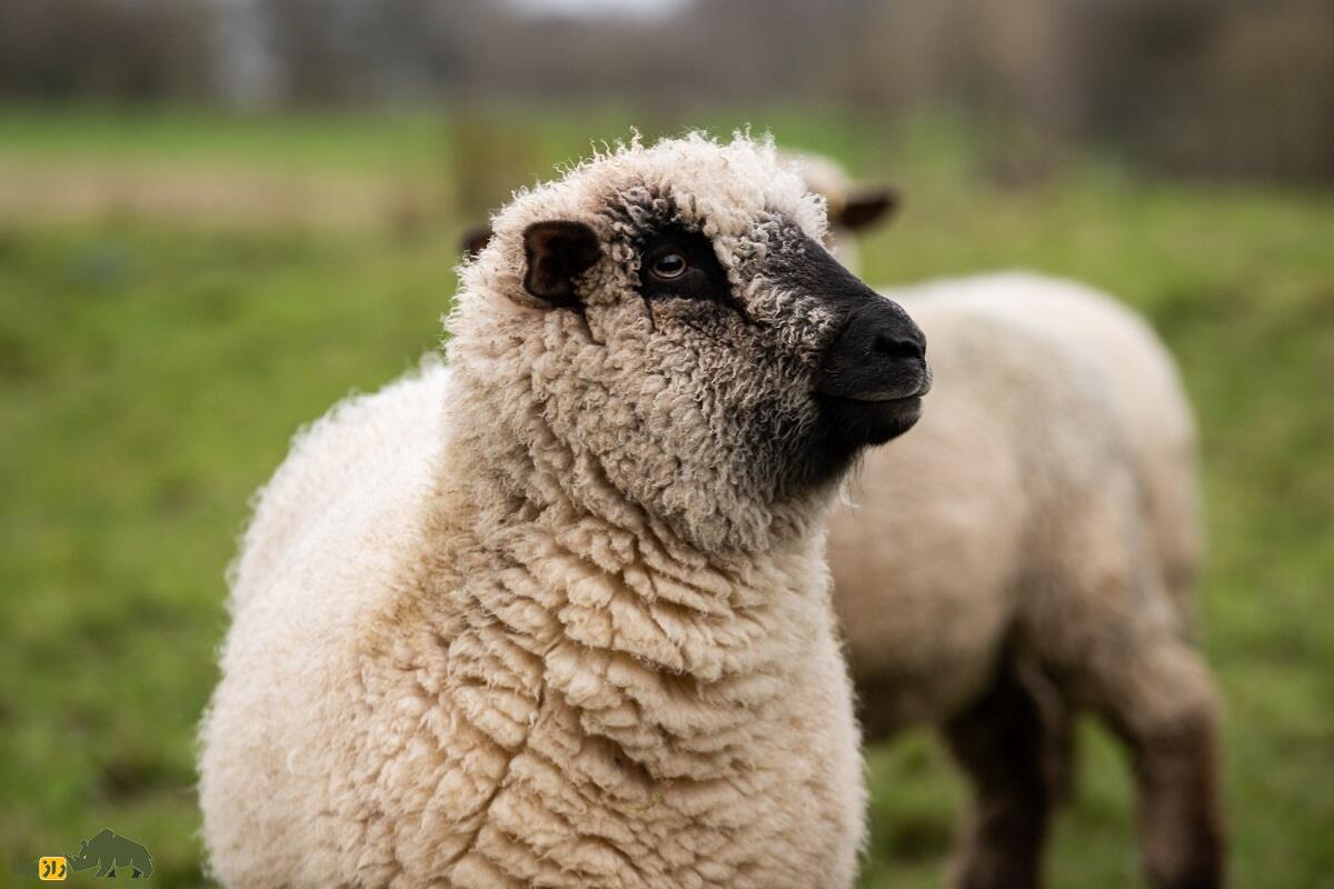 «آکسفورد داون»؛ گردنکلفتترین گوسفند جهان با ۱۵۰ کیلو وزن و چند میلیارد تومان قیمت! «آکسفورد داون»؛ گردنکلفتترین گوسفند جهان با ۱۵۰ کیلو وزن و چند میلیارد تومان قیمت!