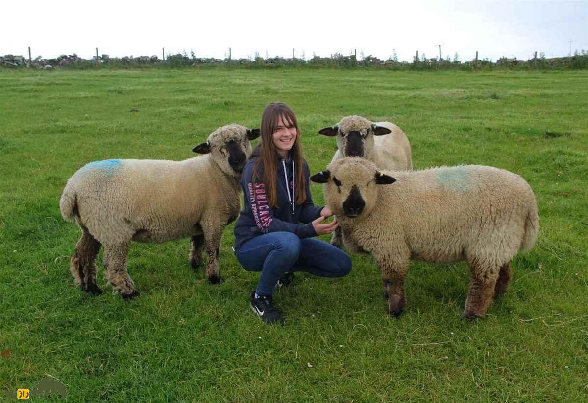 «آکسفورد داون»؛ گردنکلفتترین گوسفند جهان با ۱۵۰ کیلو وزن و چند میلیارد تومان قیمت! «آکسفورد داون»؛ گردنکلفتترین گوسفند جهان با ۱۵۰ کیلو وزن و چند میلیارد تومان قیمت!