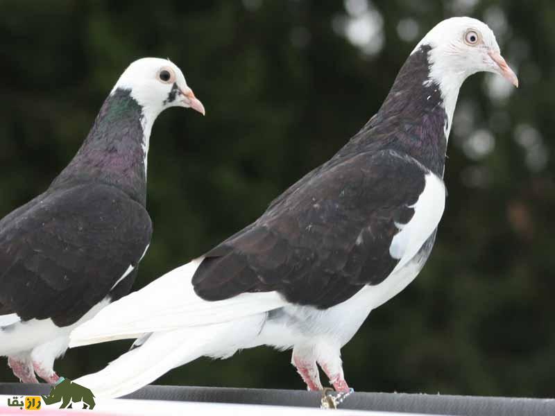 کبوتر دونِک؛ کبوتر ترکی که به دلیل چرخشهای برقآسا حین سرعت پرواز مشهور است کبوتر دونِک؛ کبوتر ترکی که به دلیل چرخشهای برقآسا حین سرعت پرواز مشهور است