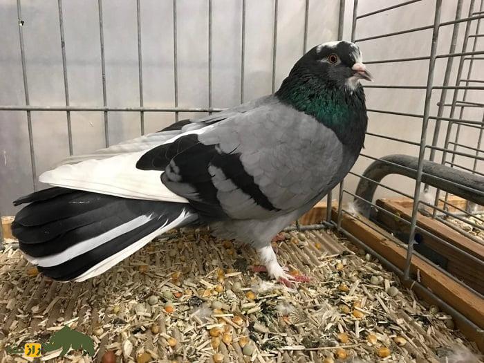 کبوتر دونِک؛ کبوتر ترکی که به دلیل چرخشهای برقآسا حین سرعت پرواز مشهور است کبوتر دونِک؛ کبوتر ترکی که به دلیل چرخشهای برقآسا حین سرعت پرواز مشهور است