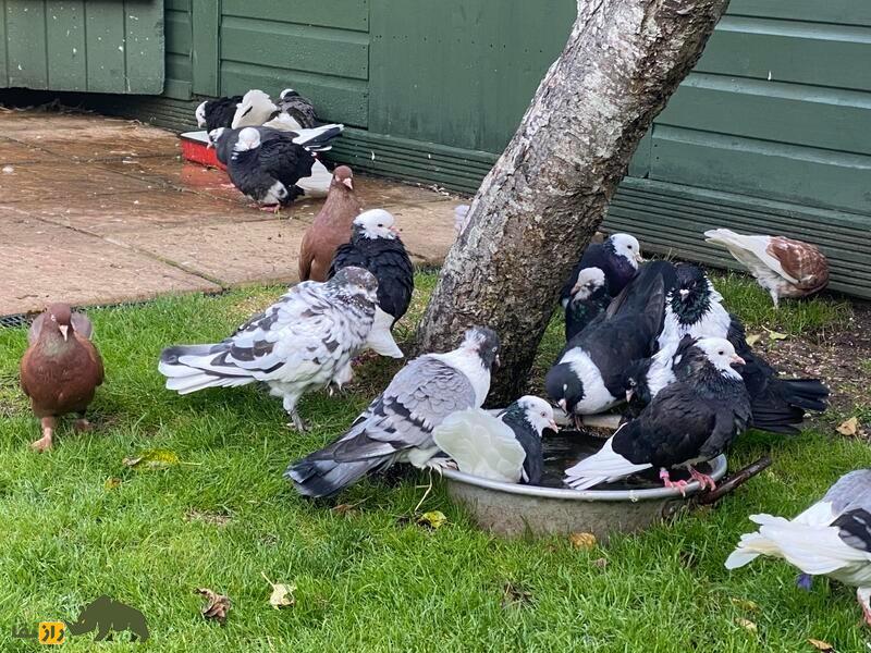 کبوتر دونِک؛ کبوتر ترکی که به دلیل چرخشهای برقآسا حین سرعت پرواز مشهور است کبوتر دونِک؛ کبوتر ترکی که به دلیل چرخشهای برقآسا حین سرعت پرواز مشهور است