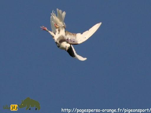 کبوتر دونِک؛ کبوتر ترکی که به دلیل چرخشهای برقآسا حین سرعت پرواز مشهور است کبوتر دونِک؛ کبوتر ترکی که به دلیل چرخشهای برقآسا حین سرعت پرواز مشهور است