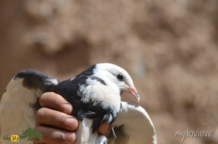 کبوتر دونِک؛ کبوتر ترکی که به دلیل چرخشهای برقآسا حین سرعت پرواز مشهور است کبوتر دونِک؛ کبوتر ترکی که به دلیل چرخشهای برقآسا حین سرعت پرواز مشهور است