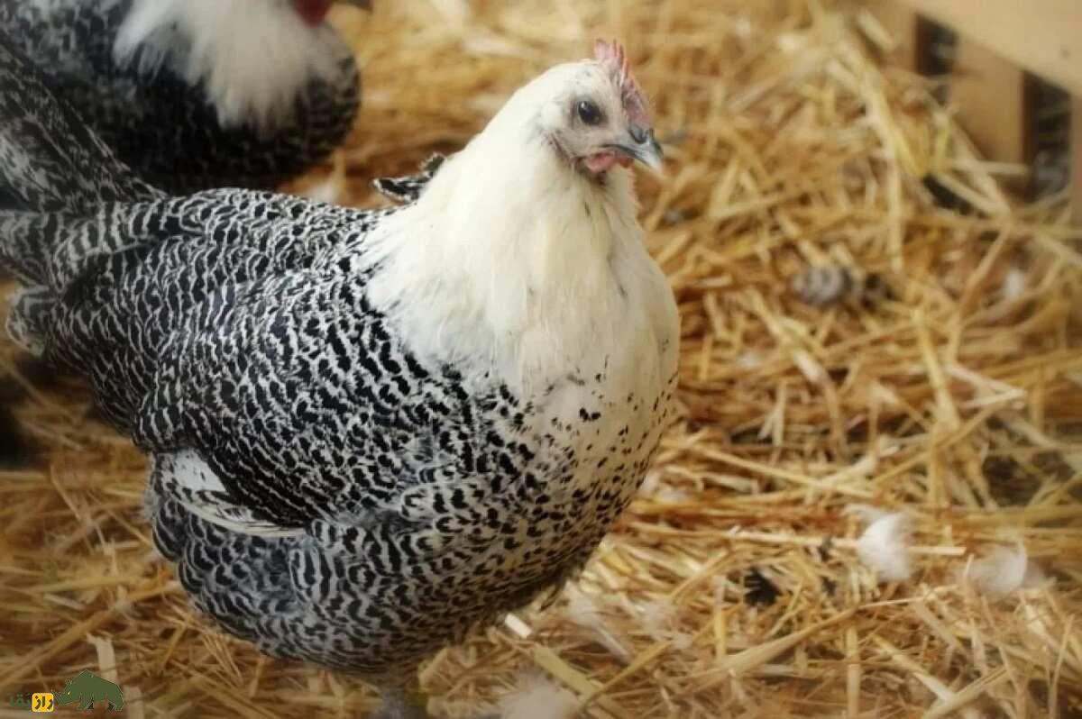 مرغ و خروس براکِل؛ مرغ و خروس بلژیکی که که به «تخم‌گذار هرروزه» معروف است