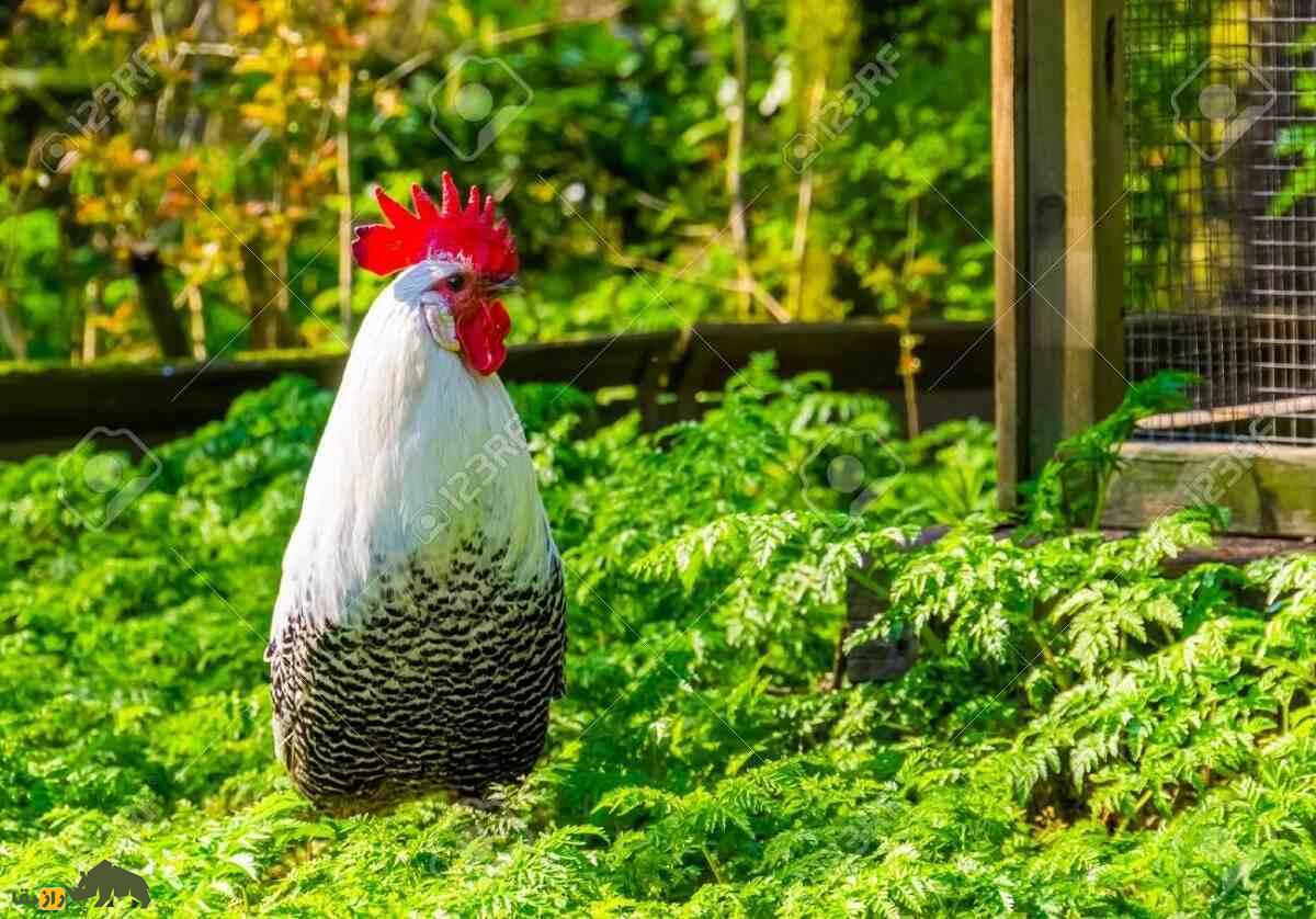 مرغ و خروس براکِل؛ مرغ و خروس بلژیکی که که به «تخم‌گذار هرروزه» معروف است