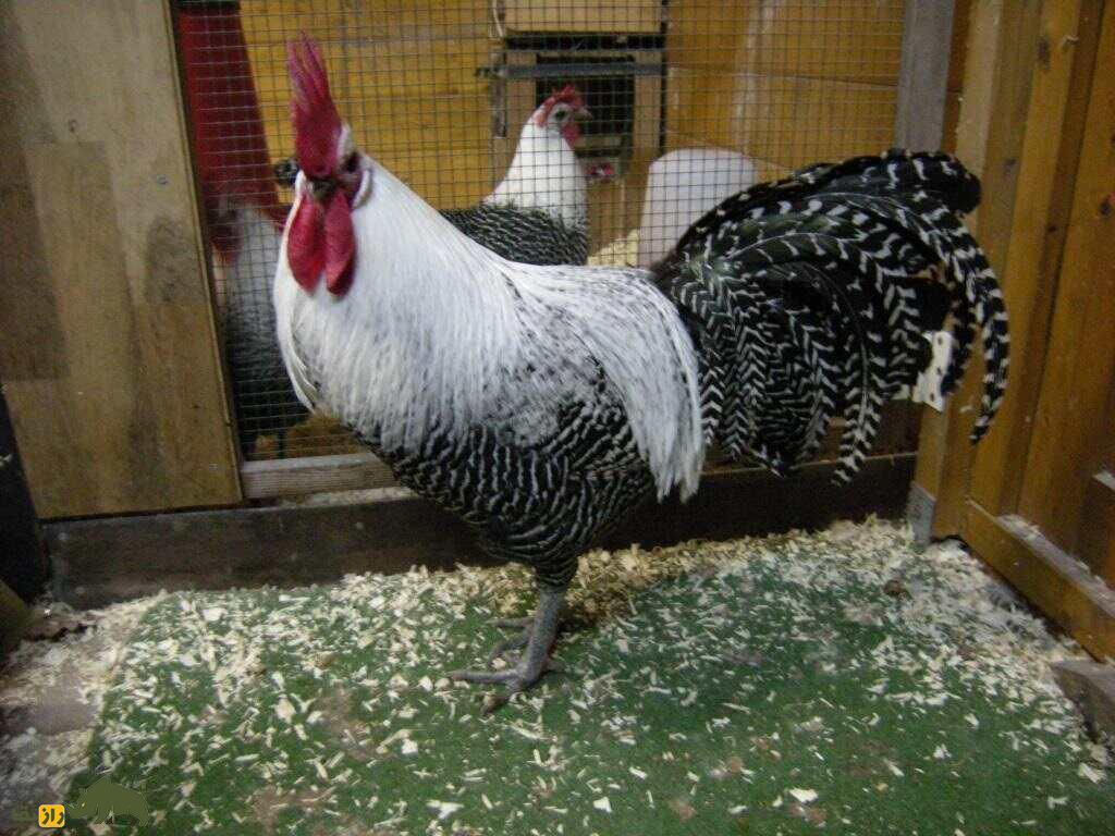 مرغ و خروس براکِل؛ مرغ و خروس بلژیکی که که به «تخم‌گذار هرروزه» معروف است