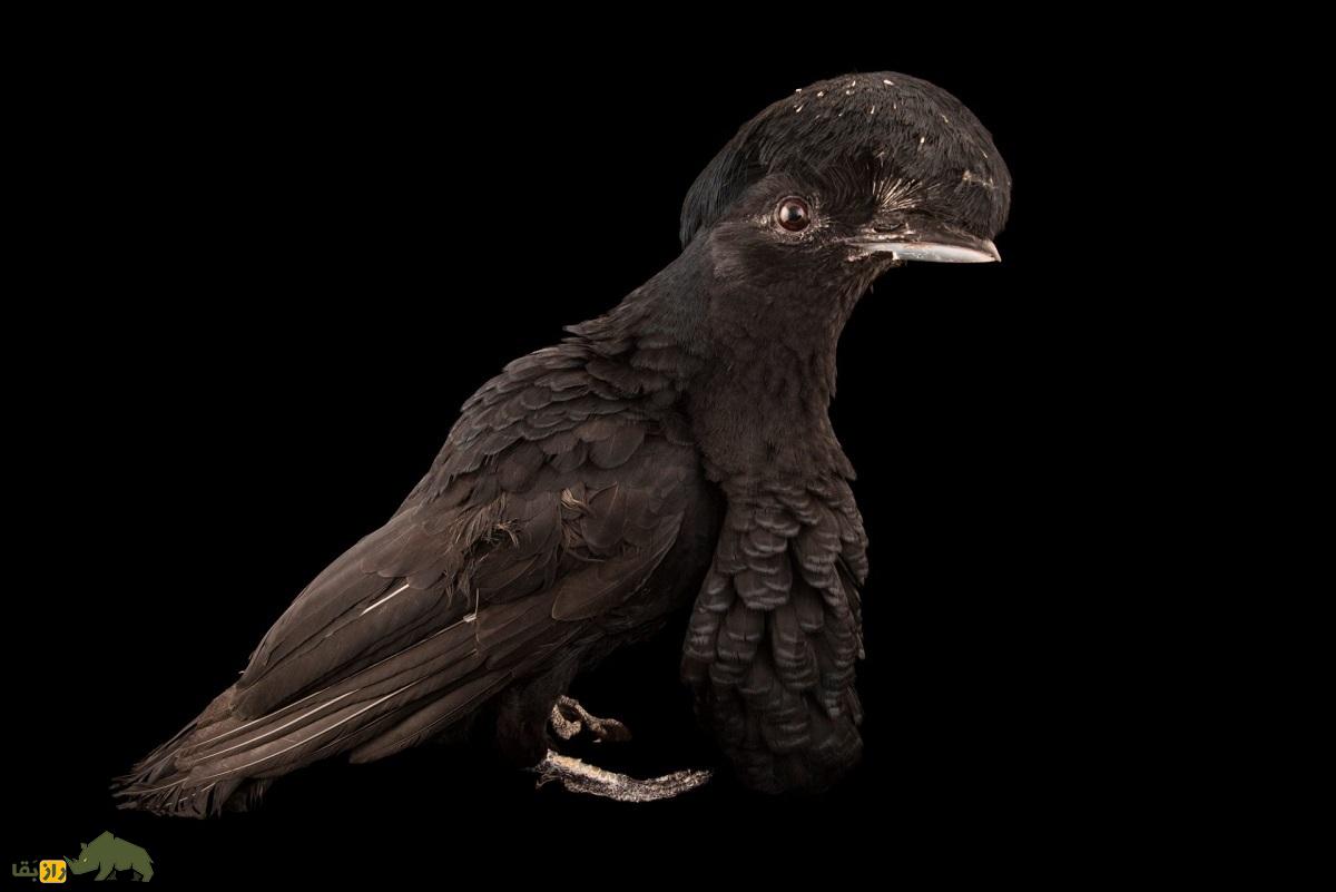 مرغ چتری غبغب‌دراز؛ پرنده عجیب سیاه‌رنگی که غبغب‌اش ۳۵ سانتیمتر است