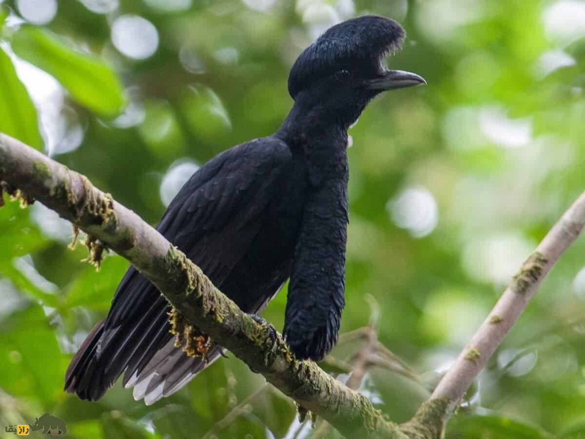 مرغ چتری غبغب‌دراز؛ پرنده عجیب سیاه‌رنگی که غبغب‌اش ۳۵ سانتیمتر است