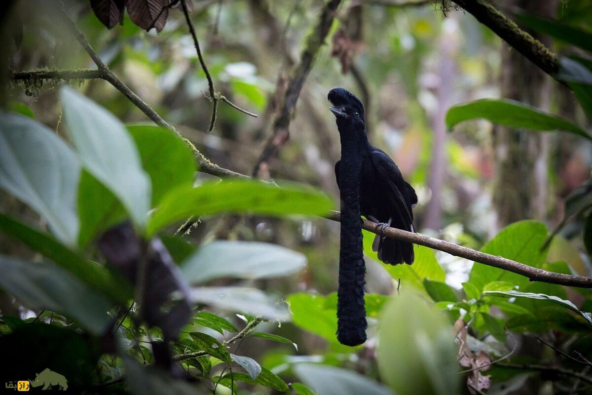 مرغ چتری غبغب‌دراز؛ پرنده عجیب سیاه‌رنگی که غبغب‌اش ۳۵ سانتیمتر است