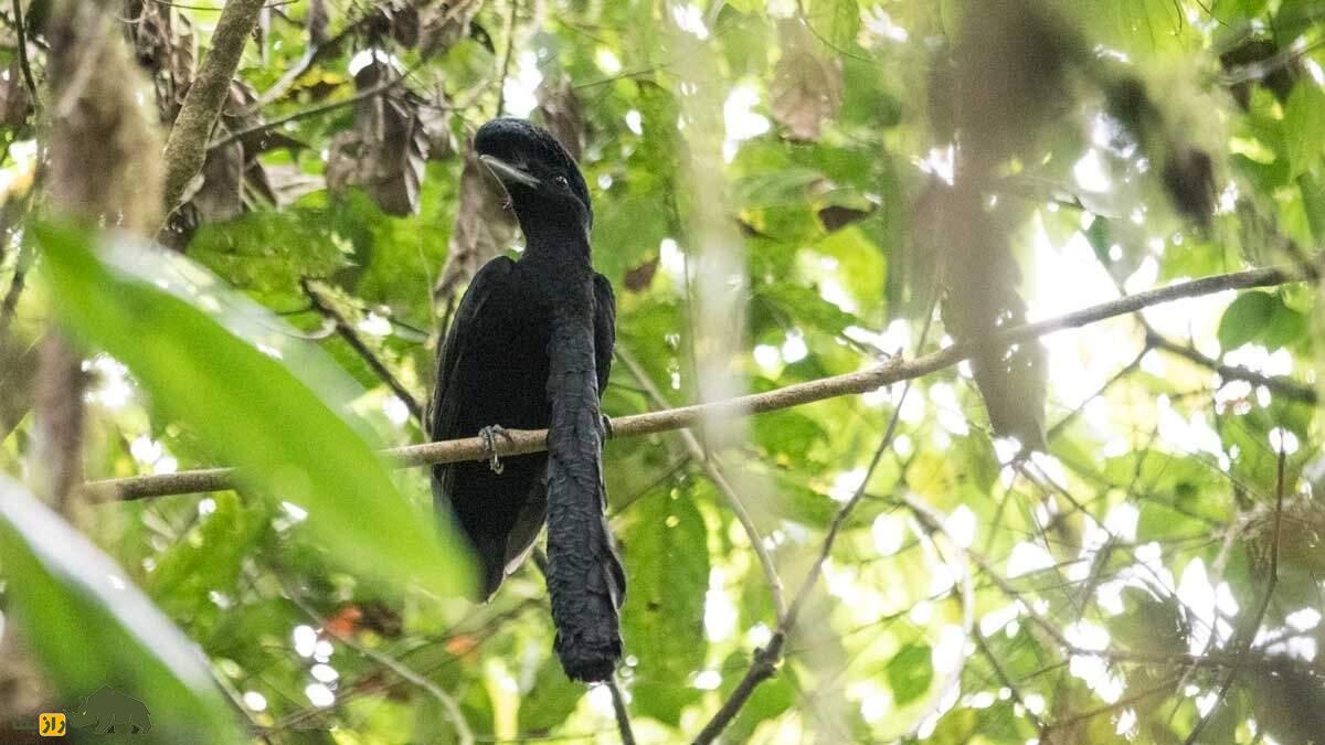 مرغ چتری غبغب‌دراز؛ پرنده عجیب سیاه‌رنگی که غبغب‌اش ۳۵ سانتیمتر است