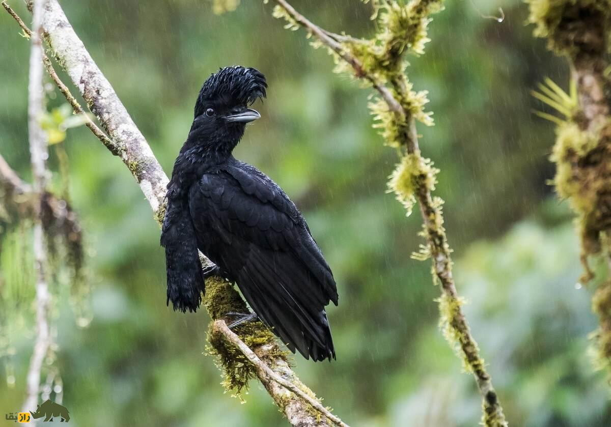 مرغ چتری غبغب‌دراز؛ پرنده عجیب سیاه‌رنگی که غبغب‌اش ۳۵ سانتیمتر است