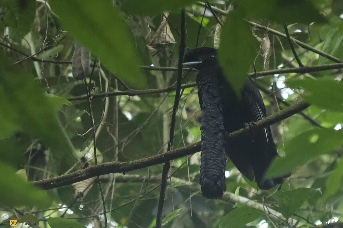 مرغ چتری غبغب‌دراز؛ پرنده عجیب سیاه‌رنگی که غبغب‌اش ۳۵ سانتیمتر است