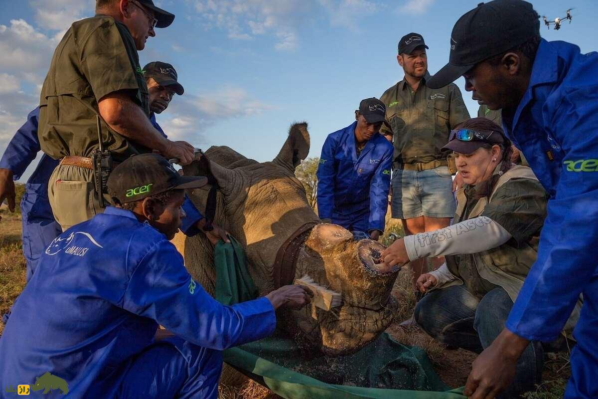 کدام یک باارزشتر است؛ طلا، کوکائین یا شاخ کرگدن کدام یک باارزشتر است؛ طلا، کوکائین یا شاخ کرگدن