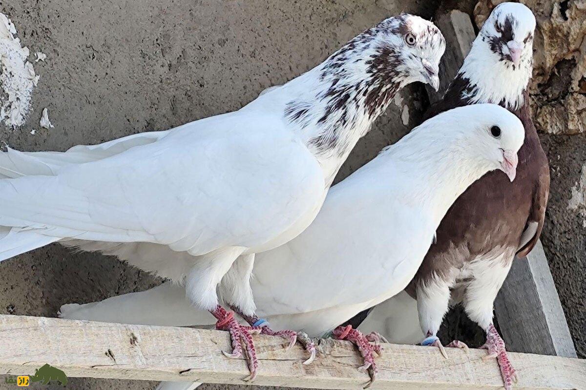 کبوتر تهرانی یا «هایفلایر ایرانی»؛ چرا کبوتربازان آمریکایی عاشق این کبوتر ایرانی هستند؟