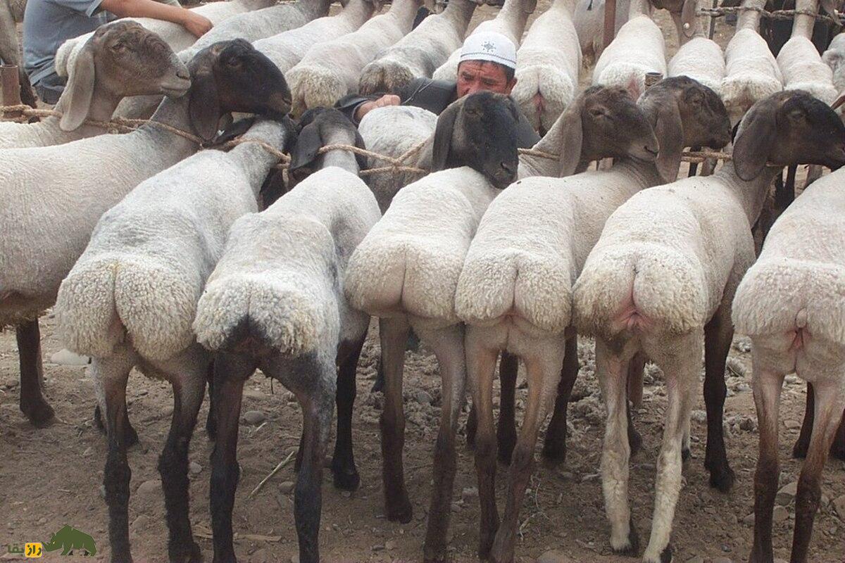 گوسفند آدال؛ گوسفند آفریقایی که دنبه و پشم‌اش سرماخوردگی و دندان درد را درمان می‌کند!