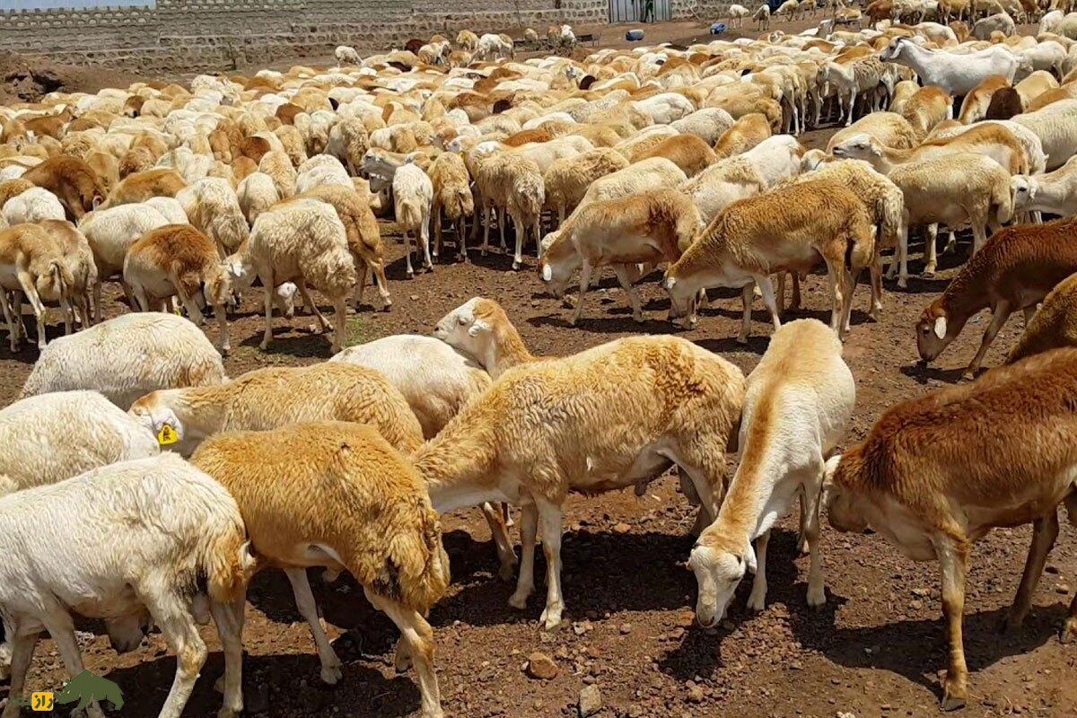 گوسفند آدال؛ گوسفند اتیوپیایی که گوش ندارد و بلندترین موی جهان را دارد