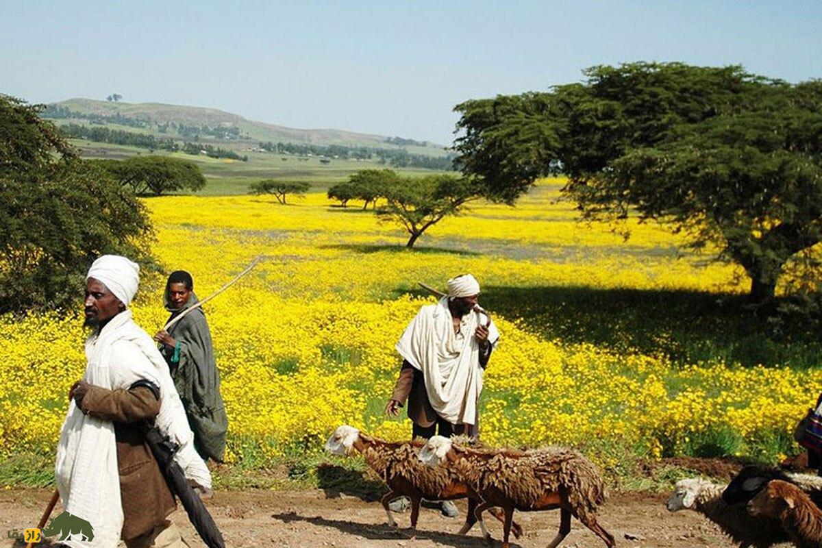 گوسفند آدال؛ گوسفند اتیوپیایی که گوش ندارد و بلندترین موی جهان را دارد