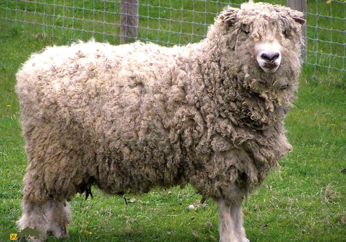 گوسفند آدال؛ گوسفند اتیوپیایی که گوش ندارد و بلندترین موی جهان را دارد