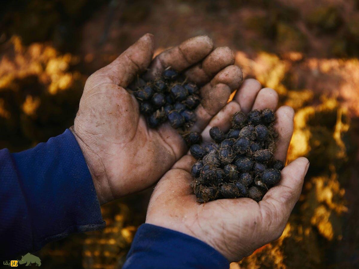 قهوه عاج سیاه؛ تصاویری چندش‌آور از گران‌ترین قهوه جهان که با مدفوع فیل درست می‌شود!