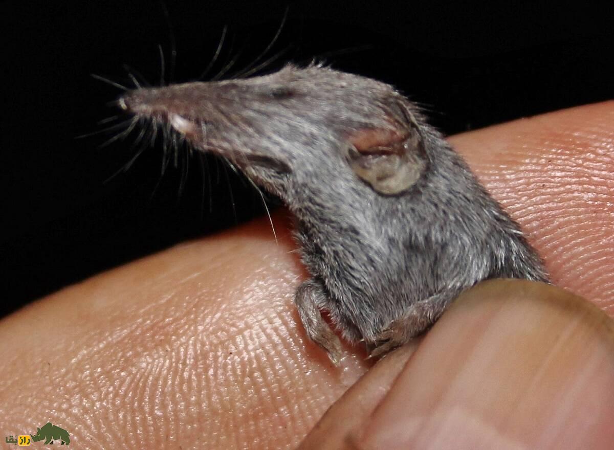 حشرهخوار اتروسی؛ حیوان ۴ سانتی که کوچکترین پستاندار دنیاست و ۵ برابر وزنش غذا میخورد حشرهخوار اتروسی؛ حیوان ۴ سانتی که کوچکترین پستاندار دنیاست و ۵ برابر وزنش غذا میخورد